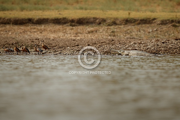 Indian gavial in the nature habitat