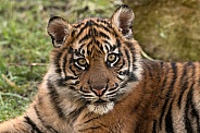 Sumatran Tiger Face Shot Close Up
