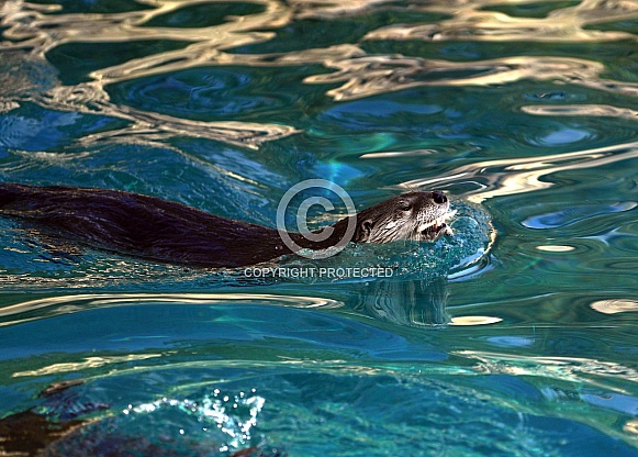 River Otter