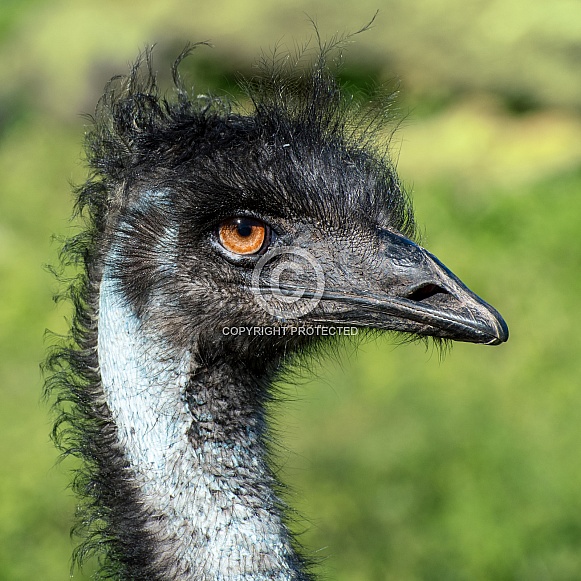 Emu Portrait