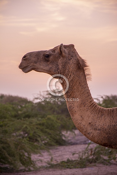 Omani Dromedary Camel