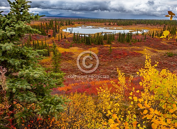 Denali Highway Alaskan Wilderness in Autumn Denali Highway Alaskan Wilderness in Autumn