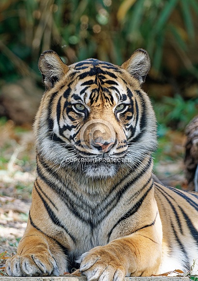 Bengal Tiger