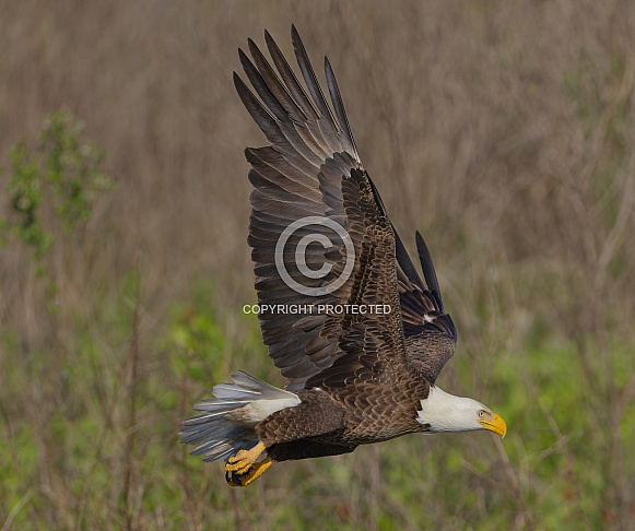 Bald Eagle