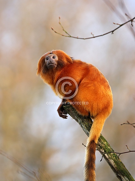 Golden lion tamarin (Leontopithecus rosalia)