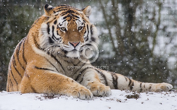 Amur Tiger Amur Tiger