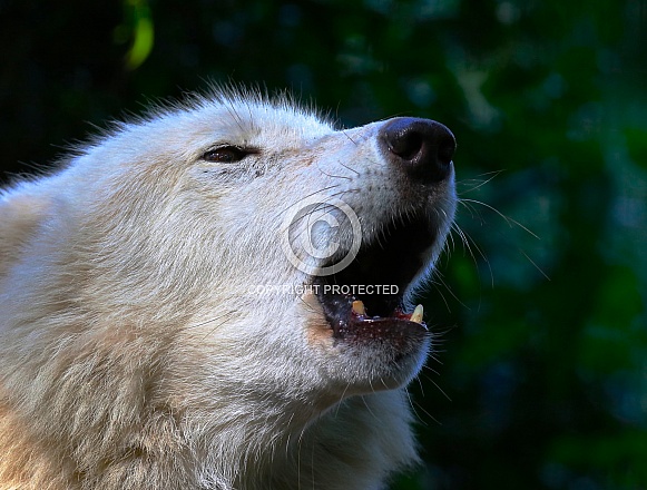 Hudson Bay Wolf