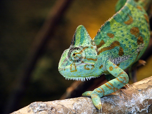 Veiled Chameleon (Chamaeleo Calyptratus)