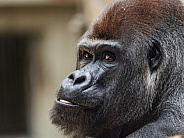 Portrait of a gorilla