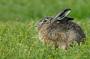 Hare