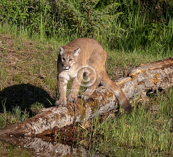 Juvenile Mountain Lion Juvenile Mountain Lion