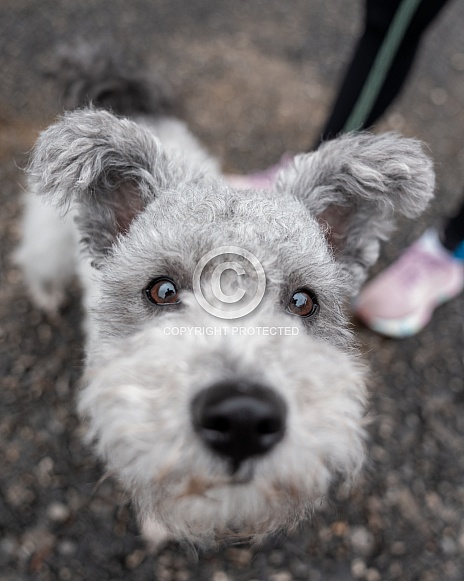 Extreme close up of a Pumi dog