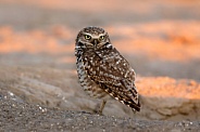 Burrowing Owl--Burrowing Owl Portrait