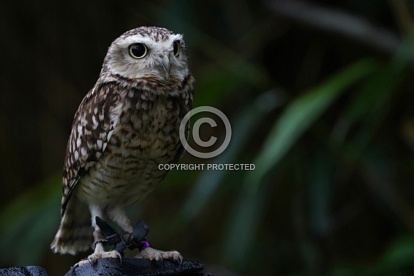 Burrowing owl