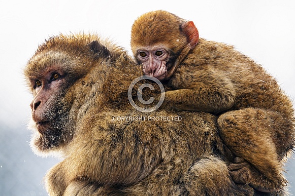 Baby Barbary macaque on the back of his mother