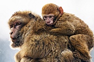 Baby Barbary macaque on the back of his mother