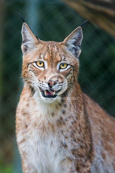 Lynx Lynx