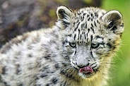 Snow leopard cub portrait
