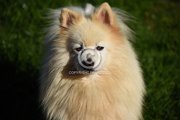 German Spitz Dog German Spitz Dog