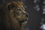 Male African Lion Side Profile Head Shot