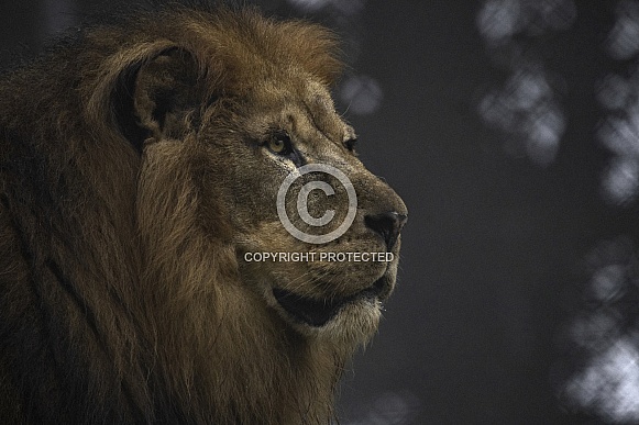Male African Lion Side Profile Head Shot