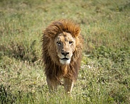 Male lion walking towards the camera