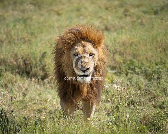 Male lion walking towards the camera
