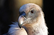 Griffon vulture (Gyps fulvus)