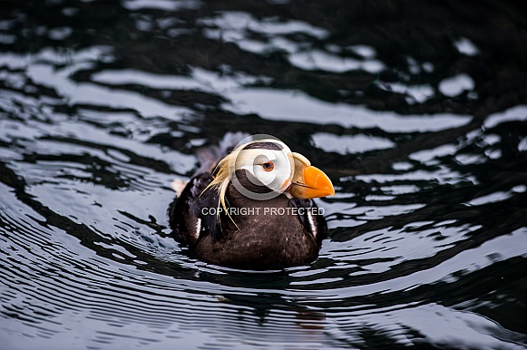 tufted puffin