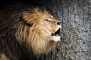 Lion (panthera leo)