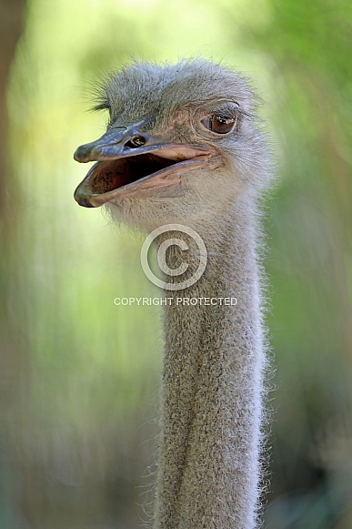 Ostrich (Struthio camelus)