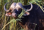 Buffalo