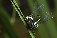 Damselflies (Coenagrion Puella)