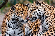 Pair of Jaguars