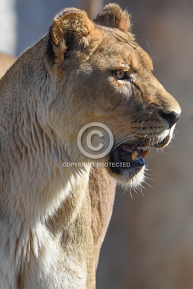African Lioness African Lioness