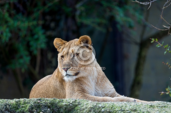 Lioness