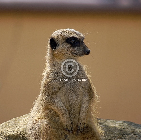 Meerkat