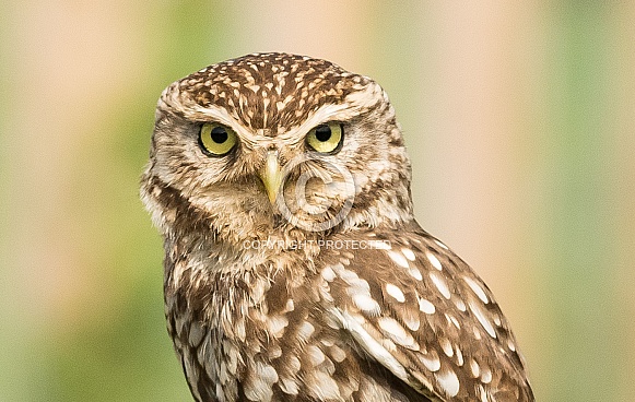 Little Owl