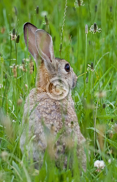 Wild Rabbit