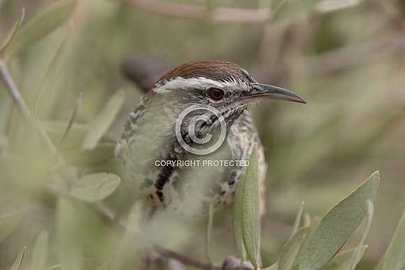 Cactus Wren, Campylorhynchus brunneicapillus