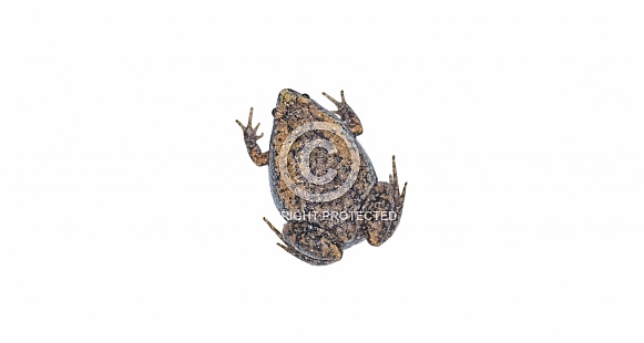 Gastrophryne carolinensis, the eastern narrow mouthed toad, is a species of frog. It is a small amphibian found in damp, shady habitats. Isolated on white background with copy space