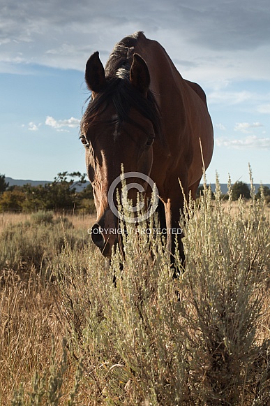 Equus caballus, horse Equus caballus, horse