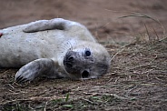 Grey Seal Pup (Halichoerus grypus)