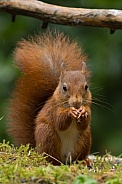 Red Squirrel