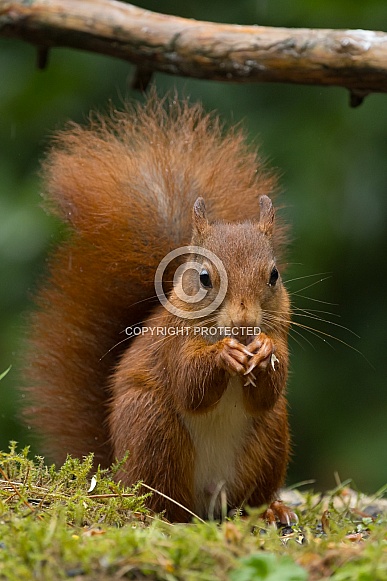 Red Squirrel Red Squirrel