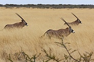 Gemsbok (Oryx gazella) - Namibia