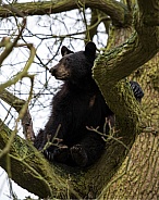 Bear in tree