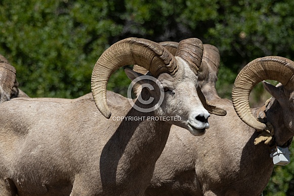 Big Horn Rams