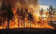 Forest fire