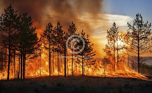 Forest fire